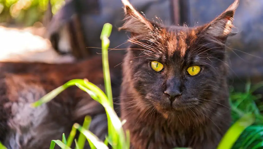 Introducing the Maine Coon cat breed
