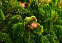 Understanding parakeet diet