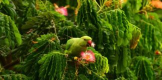 Understanding parakeet diet
