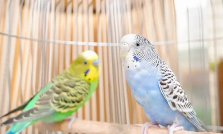 How Long Do Cockatiels Live? What Affects Their Lifespan | PetSpre