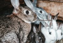 What you need to know about pregnant rabbit's