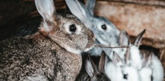 What you need to know about pregnant rabbit's