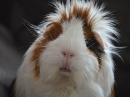 guinea pig lifespan and longevity