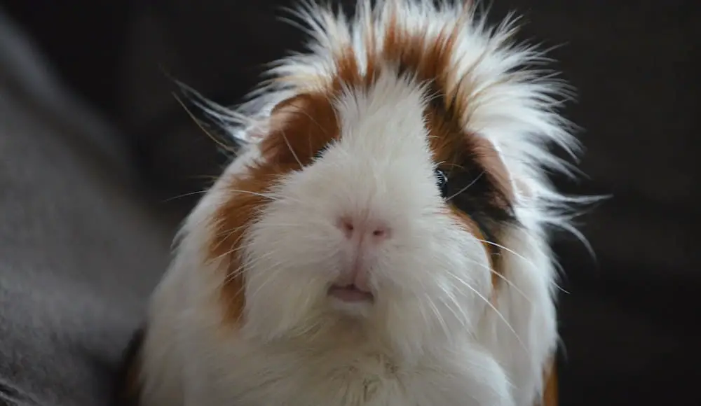 guinea pig lifespan and longevity