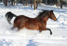Largest horse breeds