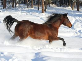 Largest horse breeds