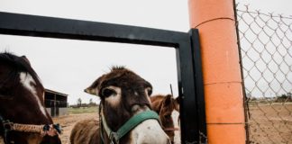 Donkeys and dog food