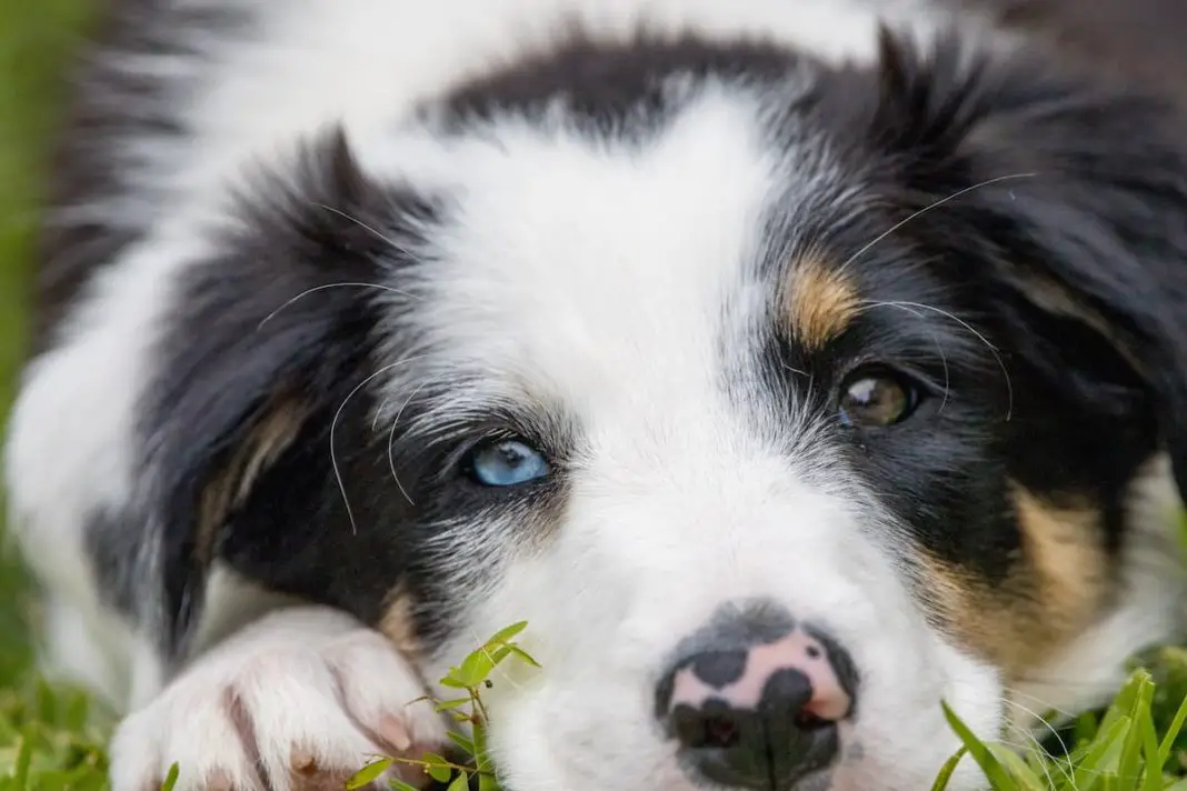 Can border collie be left alone in the house?