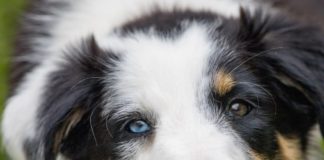 Can border collie be left alone in the house?