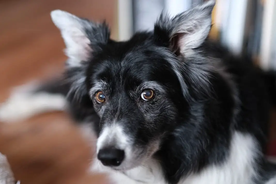 Border collies and loneliness