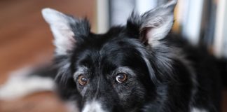 Border collies and loneliness