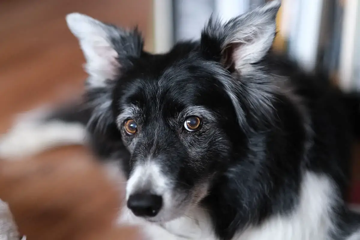 border collie wags its tail