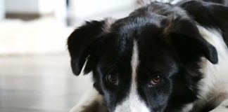 Border collies and sitting on lap