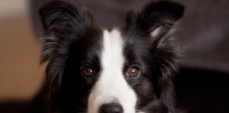 Border collies eat apples