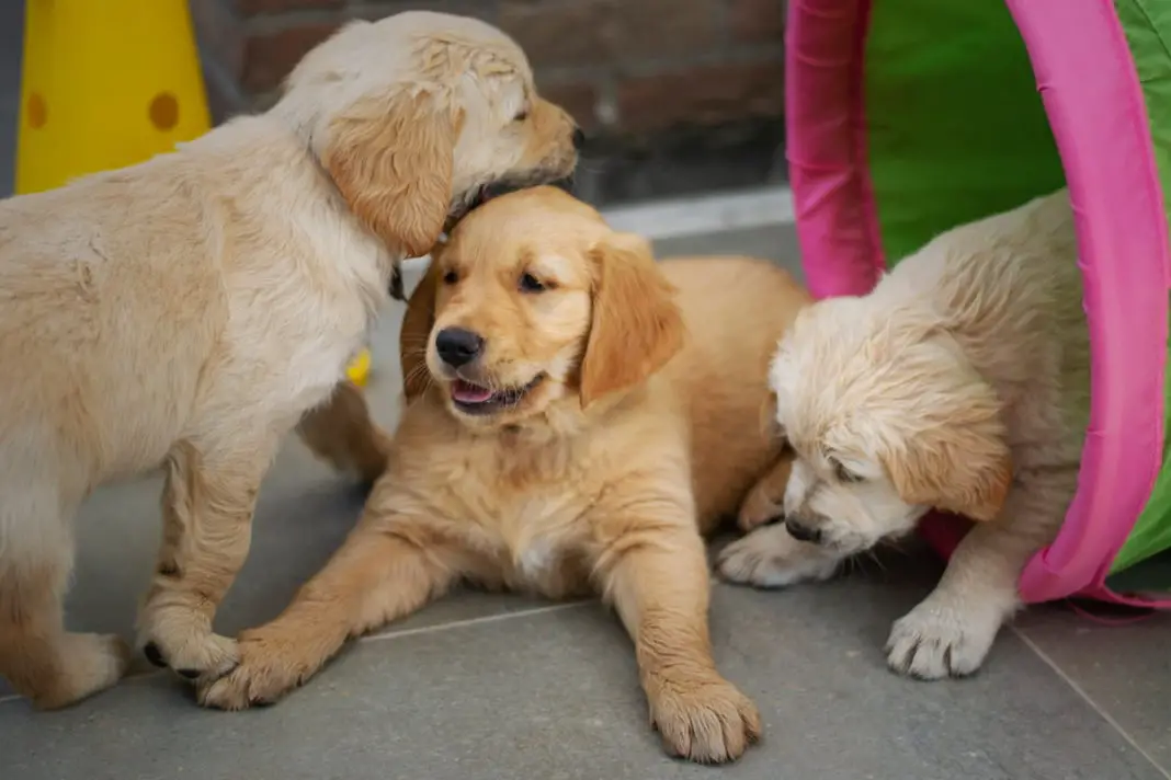 Golden Retriever Puppy