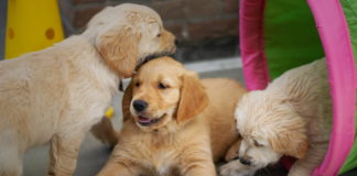 Golden Retriever Puppy