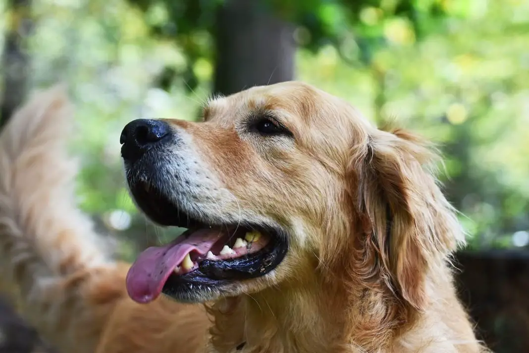 Can Golden Retrievers Understand Humans