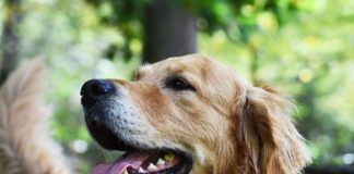 Can Golden Retrievers Understand Humans