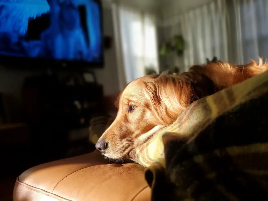 Golden Retriever watching tv