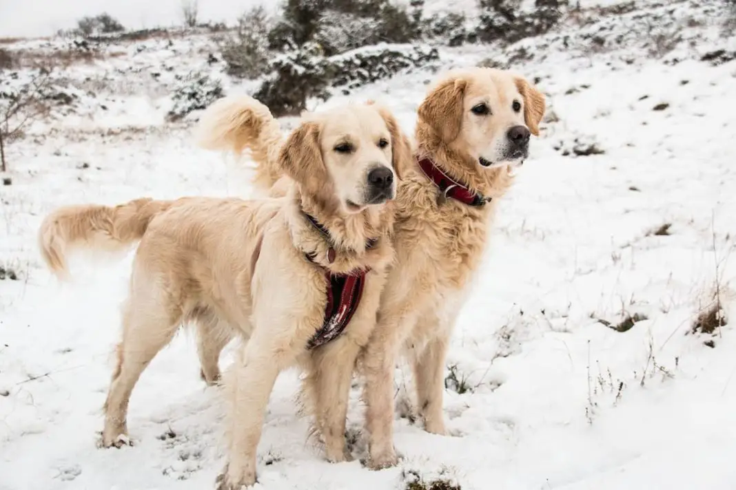 Should Golden Retrievers wear snow boots