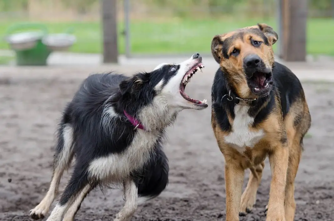 border collie aggression towards other dogs