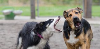 border collie aggression towards other dogs