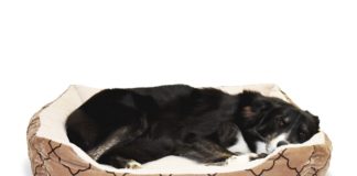 border collie sleep so much?