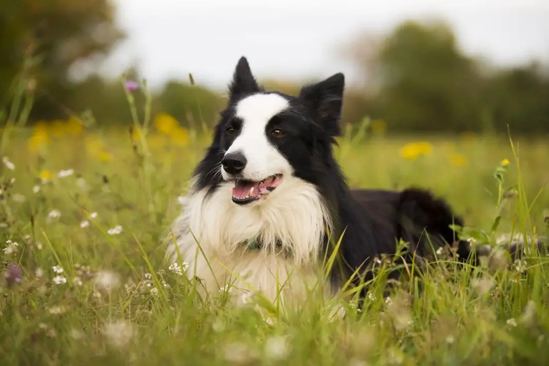 border collies sleeping on their backs