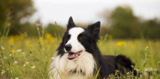 border collies sleeping on their backs