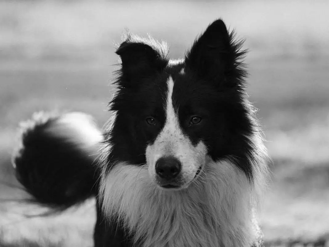 Border collies and fruit