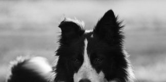 Border collies and fruit