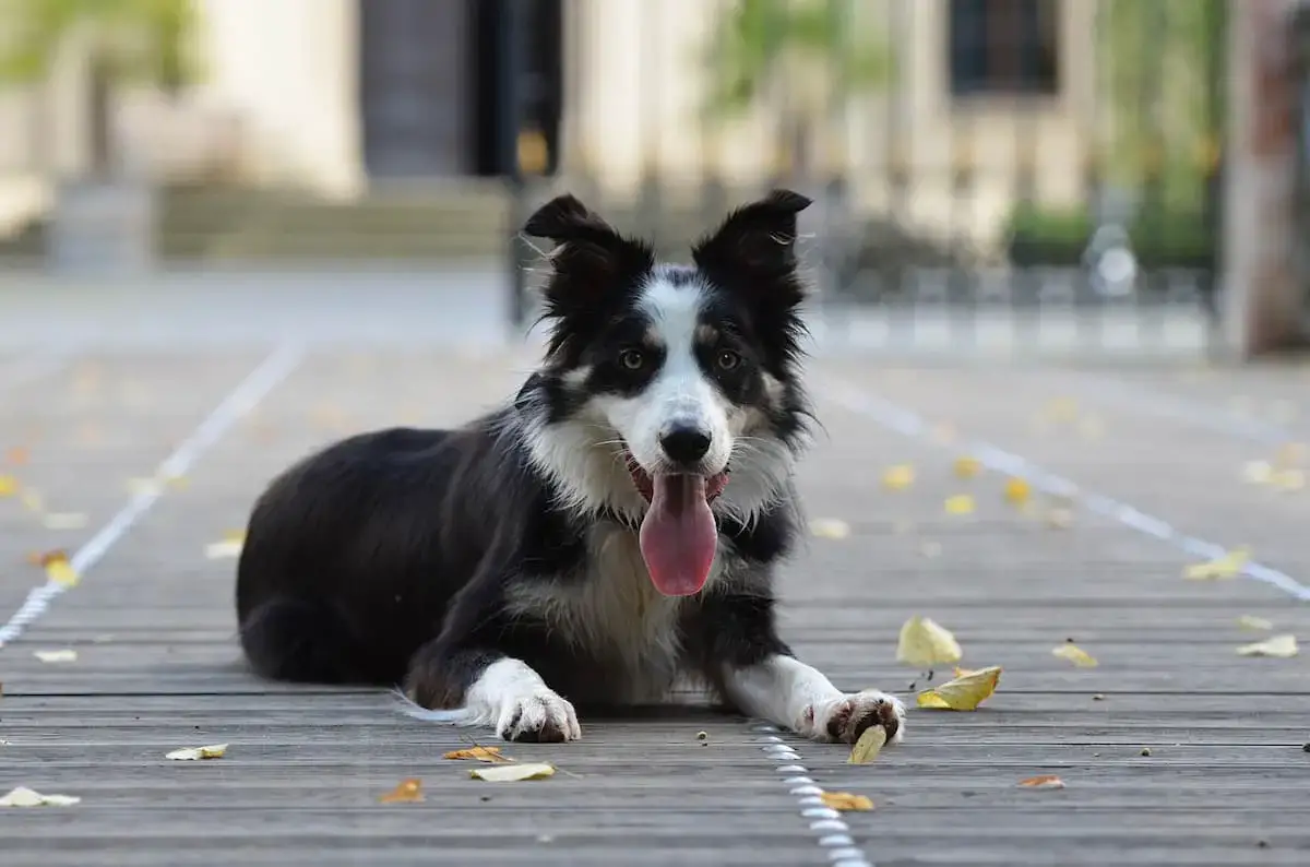 how much to feed a border collie