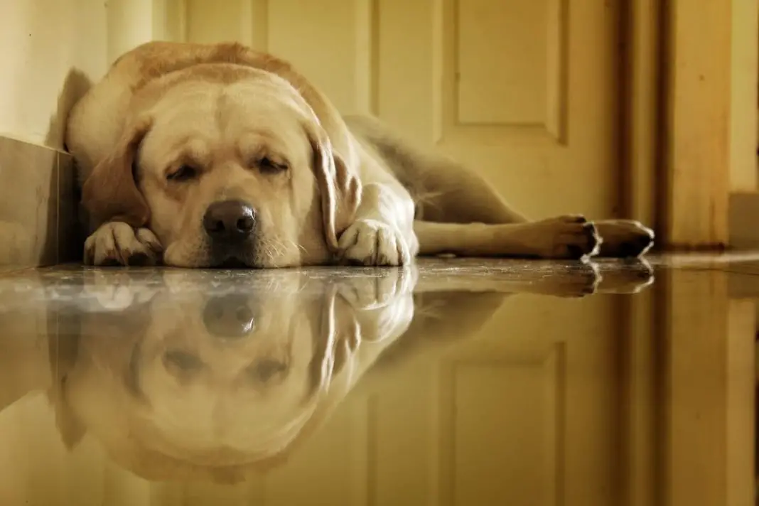 Hours A Golden Retriever Sleeps