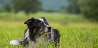 Do border collies eat grass