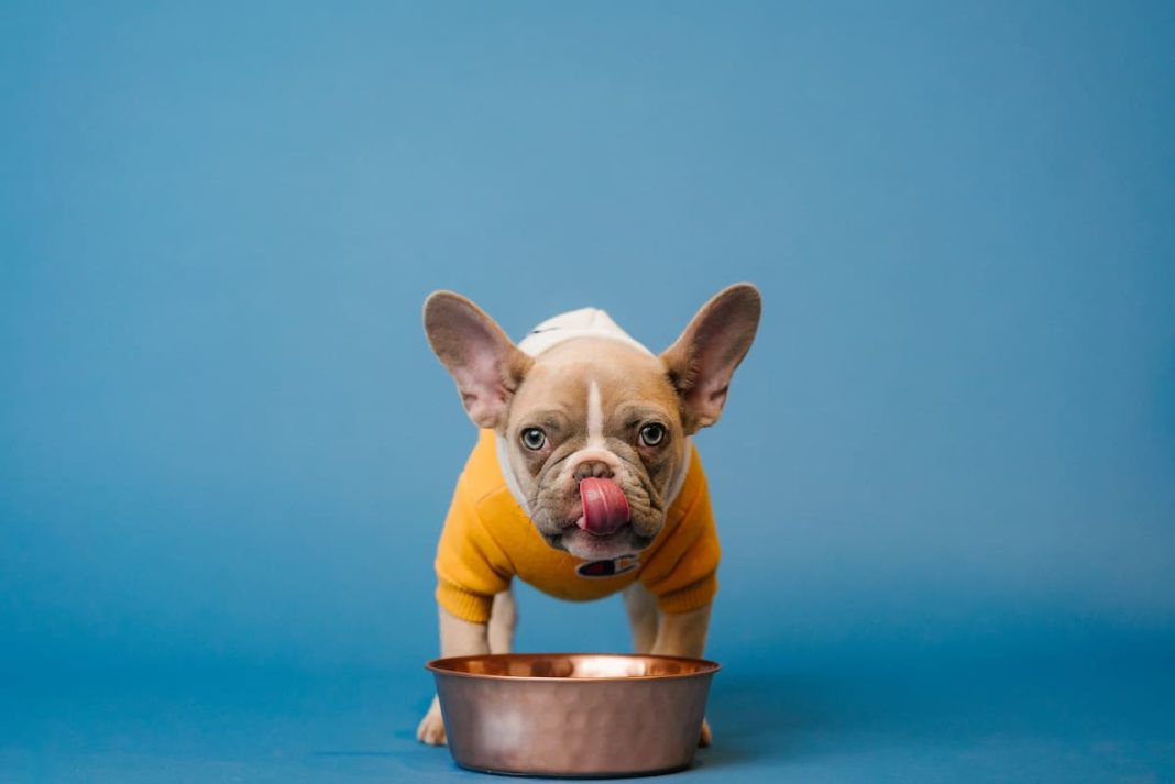 Should you give your dog brown sugar with oatmeal?