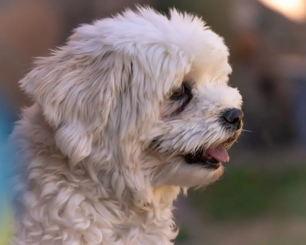 Stopping Havanese digging