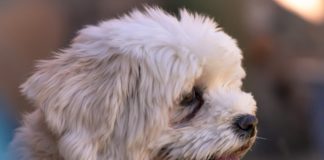 Stopping Havanese digging