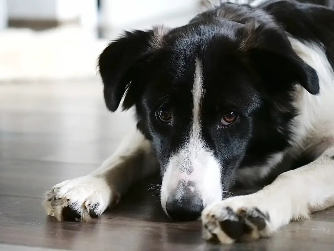 border collies and bananas