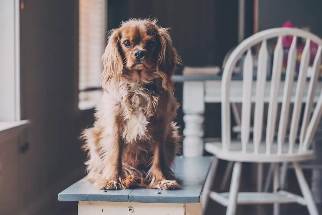 Is Cereal Healthy for Dogs?