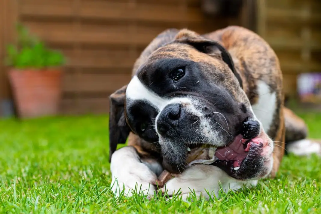 Is your dog aggressive when given a bully stick?