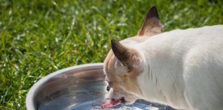 Stopping Your Dog From Turning Over Its Water Bowl