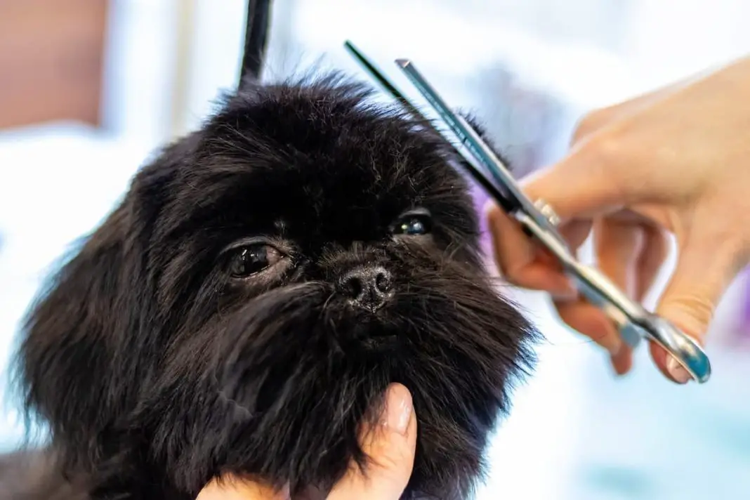 How To Trim Your Dog’s Face If They Hate It