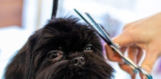 How To Trim Your Dog’s Face If They Hate It