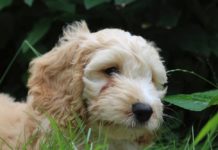 When can Cockapoo puppies go outside?