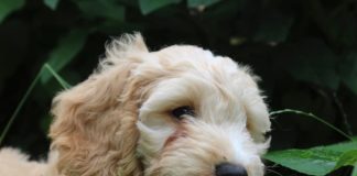 When can Cockapoo puppies go outside?