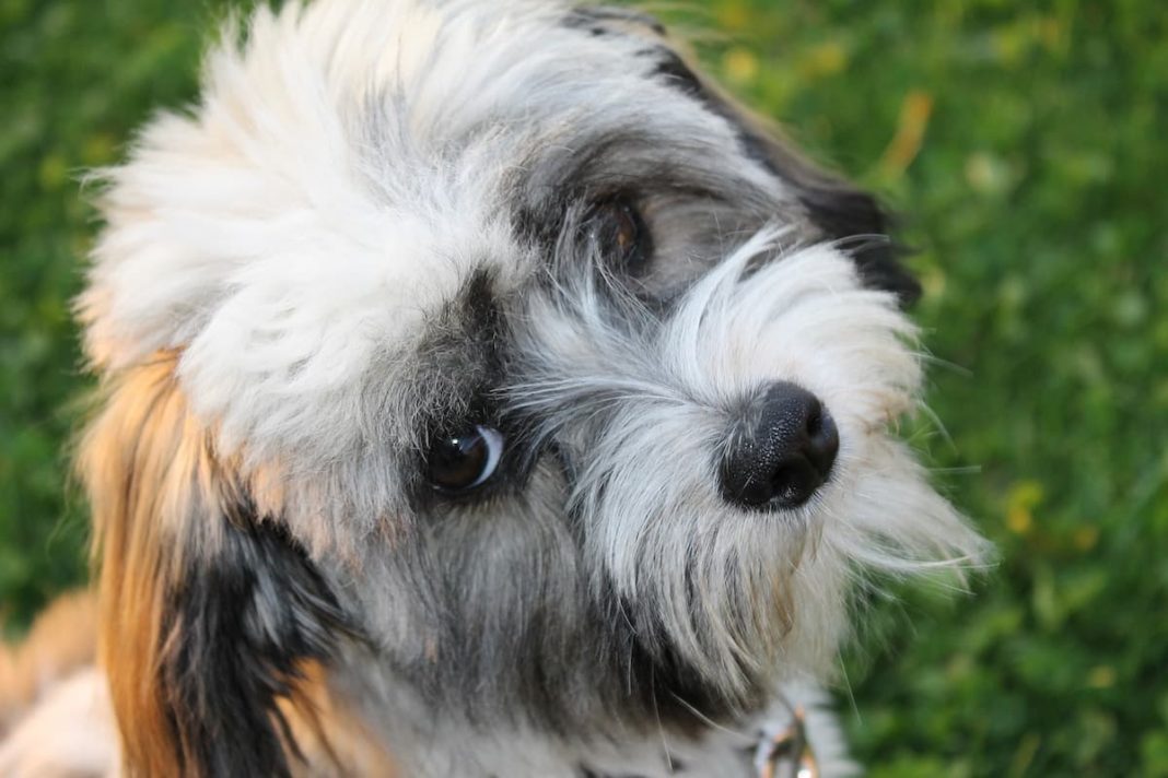how to keep Havanese hair from matting