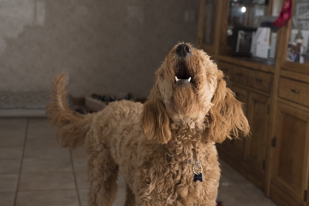 Reasons why your dog is barking at you