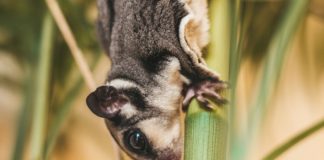 Do sugar gliders enjoy eating avocados