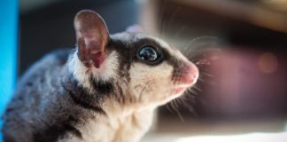 Why sugar glider can eat cabbage