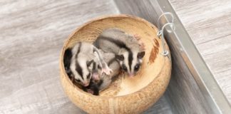 Should you give your sugar glider cheerios